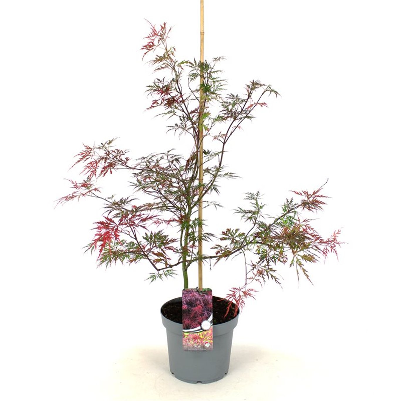 Japansk lönn – Acer pal. 'Garnet' - C7.5 50-60 CM